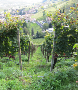 Photo 3 - slope w: Gewürzt