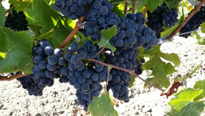pinot vine