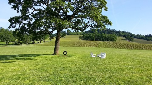 Stoller Vineyards, photo by Hayley Hamilton Cogill
