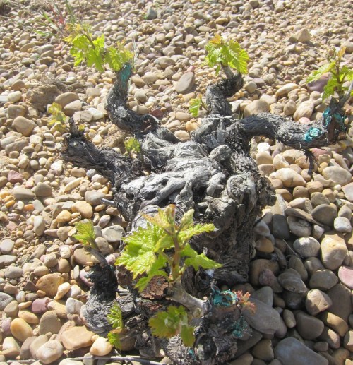 Tinta da Toro vine at Numanthia