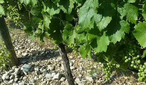 Merlot vines that make the Valadorna wines