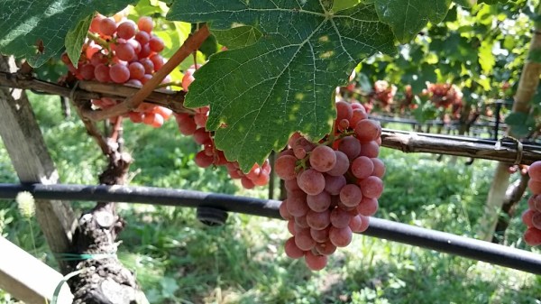 Ripe Gewurztraminer in Alto Adige, photo by Hayley Hamilton Cogill 