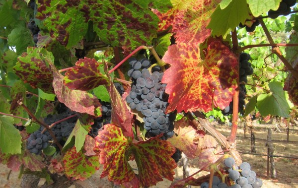 Pinot Noir just before harvest; all photos by Hayley Hamilton Cogill